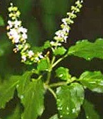Tulsi flower Ayurvedic Medicine