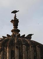 Bird life in India: Vultures of Jehangir Mahal, Orccha