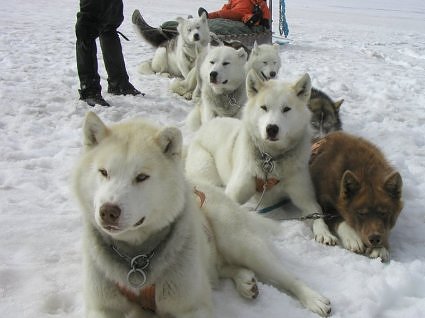Arctic dog sleigh, Iceland
