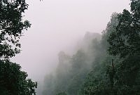 Hartola forest