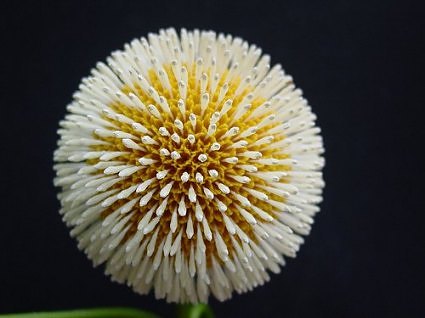 Kadamb tree flower