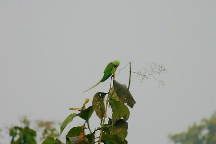 Hariyal parrot at Dudhwa National Park