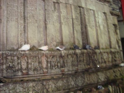 Pigeons at Kamakhya devi temple, Guwahati, Assam