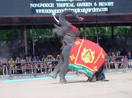 Elephnat circus, Thailand