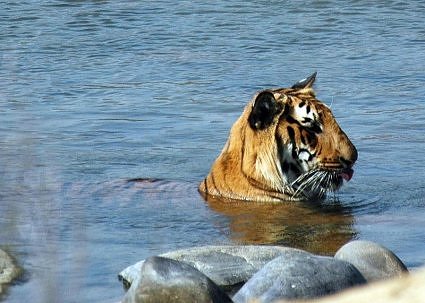 One year old tiger cub in Ramganga River, Jim Corbett National Park