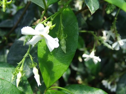Chameli jasmine flower, garden calendar, north india in july