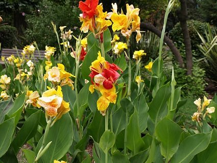 Canna flowers in flower bed, garden calendar, north india, july