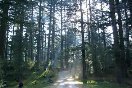 Trek route through jungle in Dalhousie, Himachal Pradesh, India