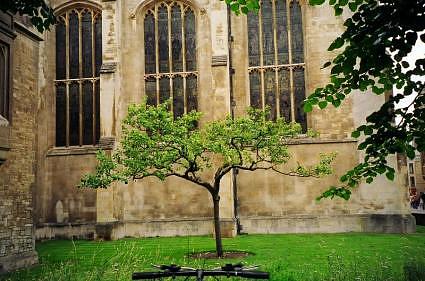 Newtons apple tree at Trinity College