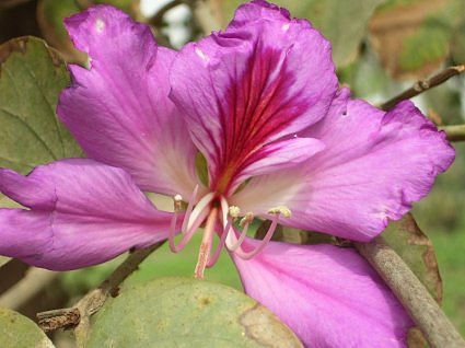 Pink kachnar flower