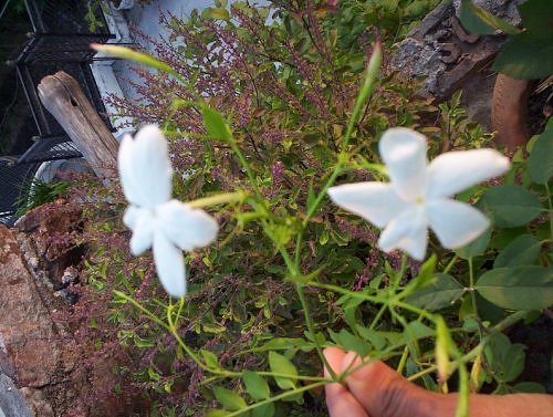 Chameli jasmine in rooftop garden, India