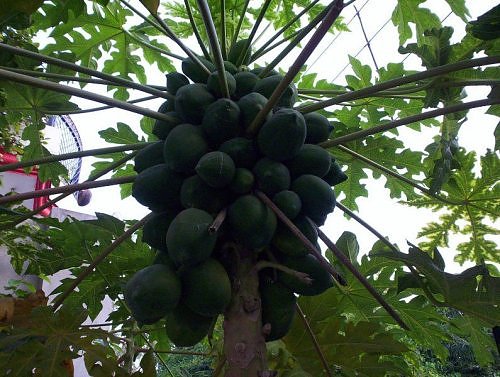 Papaya tree with fruit in my home garden, Lucknow, India