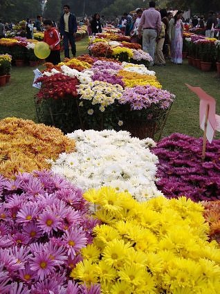 National Botanical Research Institute Chrysanthemum and Coleus Show
