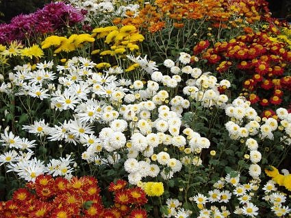 National Botanical Research Institute Chrysanthemum and Coleus Show