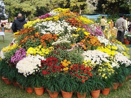 National Botanical Research Institute Chrysanthemum and Coleus Show, 2009 
