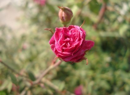 Button rose