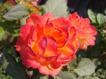  Rose in terrace garden