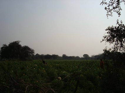 Margarita flower fields at pani ghat, Vrindavan