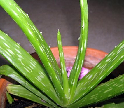 Grow Aloe Vera at home