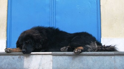 Bhutia dog, Himalaya