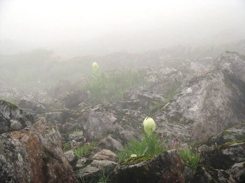 Brahmkamal in August on the Hemkund trek route, near Valley of Flowers, Garhwal Himalaya