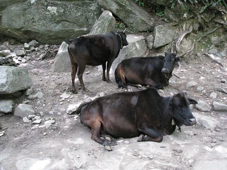 Himalayan cows on trek route to Hemkund and valley of Flowers
