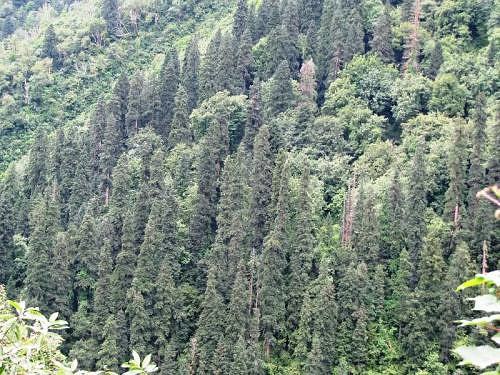 Pine and Deodars, Himalaya