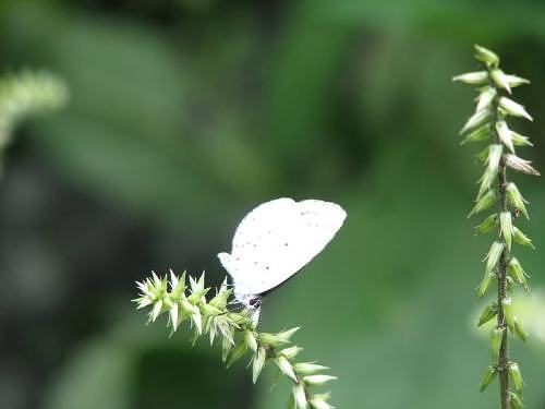 Flower and butterfly at Valley of Flowers, Garhwal Himalaya