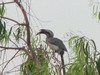 Grey hornbill near IITK, in Kanpur, Gangetic plains, North India