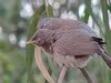 Jungle babblers at IITK, in Kanpur, Gangetic plains, North India, birds in india
