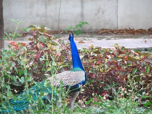 Peacock at IITK, in Kanpur, Gangetic plains, North India