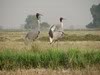 Sarus cranes near IITK, in Kanpur, Gangetic plains, North India