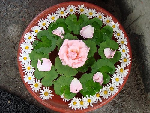 A South Indian Uruli style flower arrangement at The Naini Retreat using margaritas, roses and geranium leaves