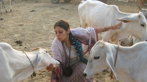 Amala Saci with cows of Vrindavan