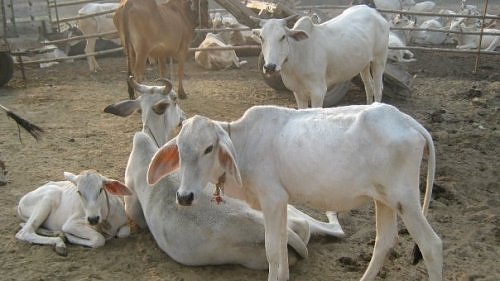 Cows of Vrindavan