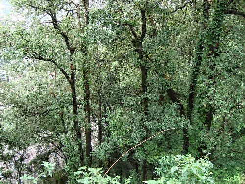 Oak trees Tilaunj, Buranz; along with Angu, Pangad, Rhododendron claim the hillsides and are home to black langoors and red-bottomed monkeys