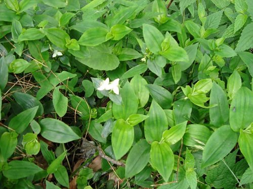 Wild flora of Nainital, Kumaon Himalaya