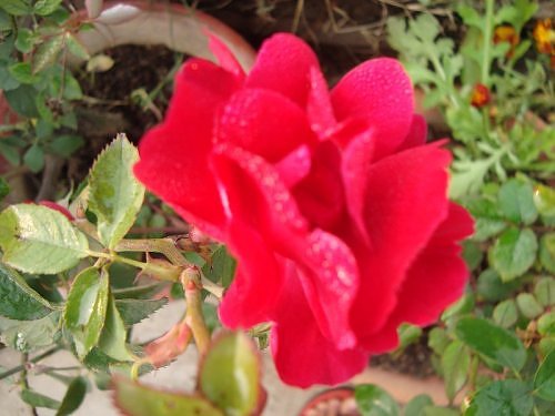 Roses in my rooftop garden in Lucknow, Uttar Pradesh, North India