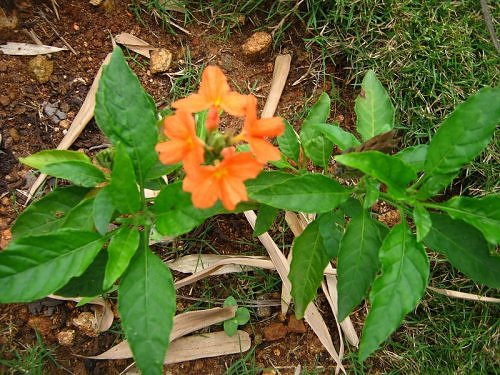 Orange gajra flower, Crossandra, Bangalore, India, Rainy season flower