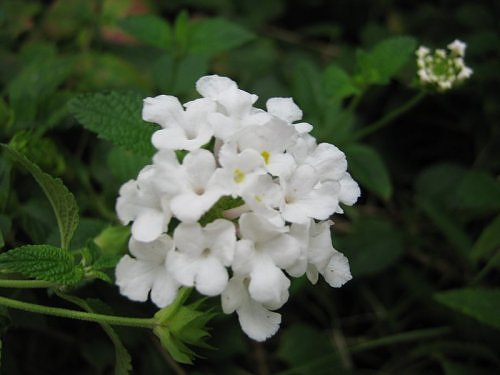 White Lantana flower, Bangalaore, India Rainy Season