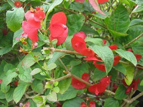 Red flower shrub, Bangalaore, India Seasonal flowers