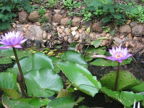 Mauve Lotus,Bangalore India Monsoons