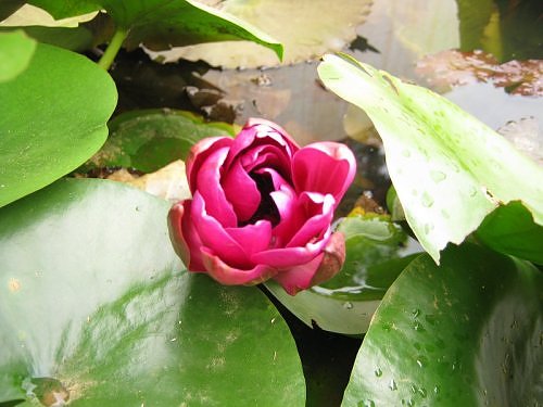 Fuschia Pink Water Lily,Bangalore,India Rainy season