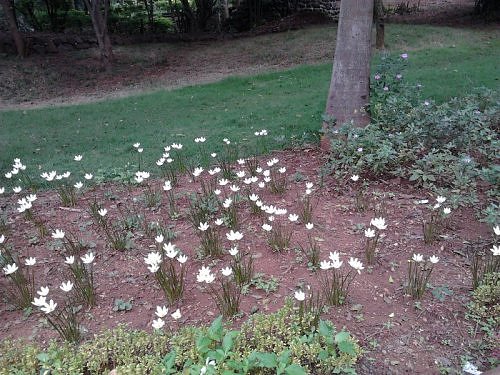 White rain lilies, India