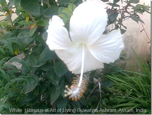 white hibiscus flower at art of living guwahati ashram (2)