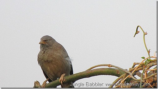 Jungle Babbler Lucknow Birdwatching India November