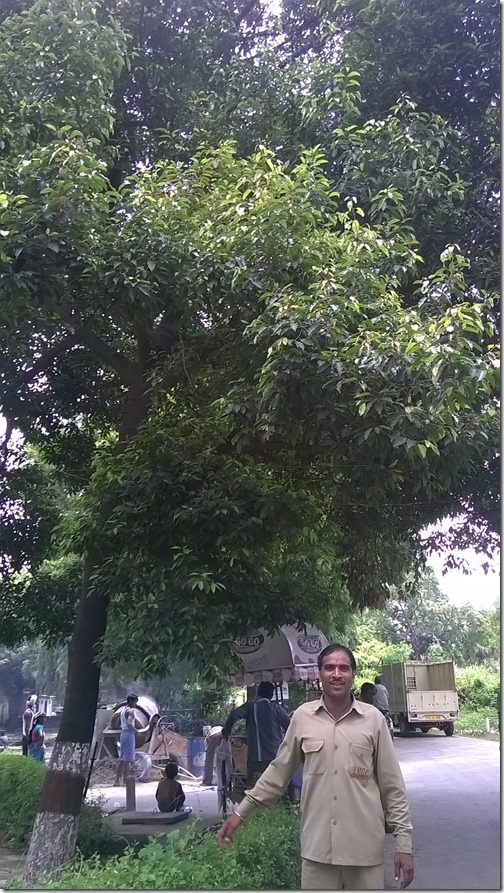 Maulshree tree, La Martiniere Girls' College, Lucknow