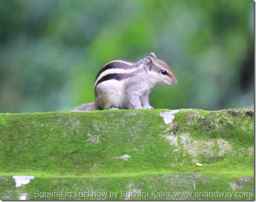 squirrel in lucknow by shivani kalra