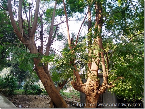 Sehjan drumstick moringa leaves on a tree (2)
