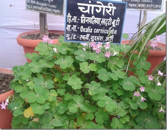 Chaangeri Ayurvedic herb home medicine